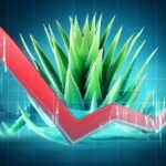 La crisis del agave azul: ¿Qué factores provocaron el desplome de sus precios?