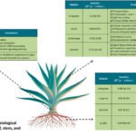 El papel del agave como materia prima dentro de una bioeconomía circular sostenible