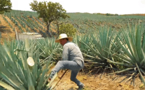 Instalan Comité del Pueblo Mágico de Tequila para impulsar turismo regional