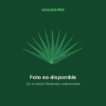 Mujer Bonita Blanco