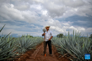 Tequila: el espíritu nacional más icónico de México en imágenes