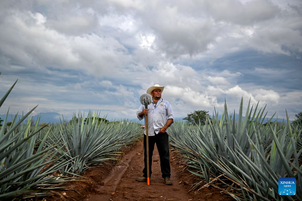 Tequila: el espíritu nacional más icónico de México en imágenes