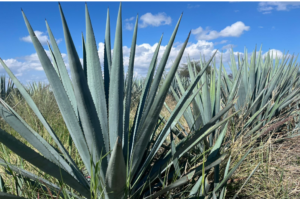 Sobrepoblación de agave amenaza a productores; apoyo de Secretaría del Campo