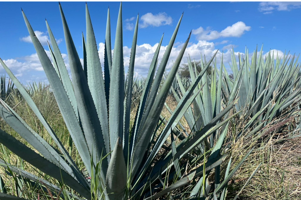 Sobrepoblación de agave amenaza a productores; apoyo de Secretaría del Campo