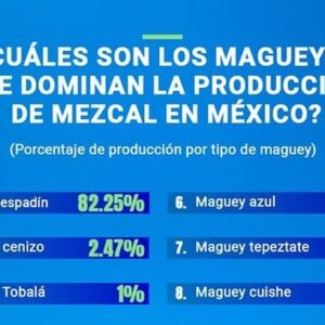 Maguey espadín domina producción de mezcal en México 2024