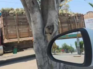 Reportan circulación de unidades pesadas con piñas de agave de procedencia desconocida