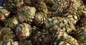Certificación del bacanora avanza en Sonora