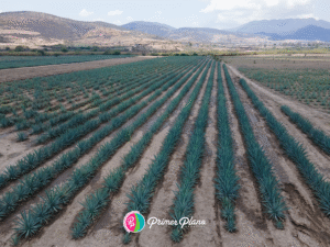 Comiteco de Chiapas: el destilado que crece mientras cae el agave azul
