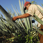Sobreoferta de maguey amenaza al mezcal de Morelia; certificación, la salida