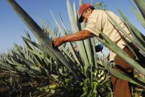 Sobreoferta de maguey amenaza al mezcal de Morelia; certificación, la salida