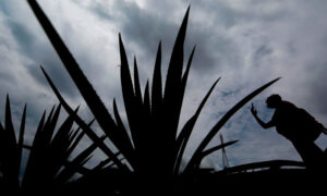 Pánico por agave: temen pudrición masiva en Jalisco