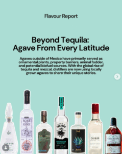 Agave spirits globales: más allá del tequila mexicano