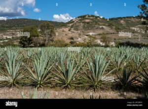 Maguey espadín domina producción de mezcal en México 2024