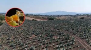 Morelos avanza en certificación del mezcal con capacitación municipal