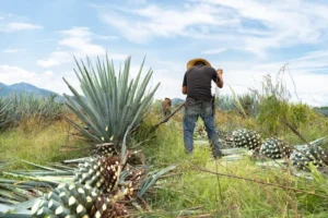 Productores de agave amenazan con bloqueos ante bajos precios