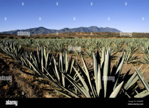 Taller de manejo agroecológico del cultivo de maguey en Oaxaca