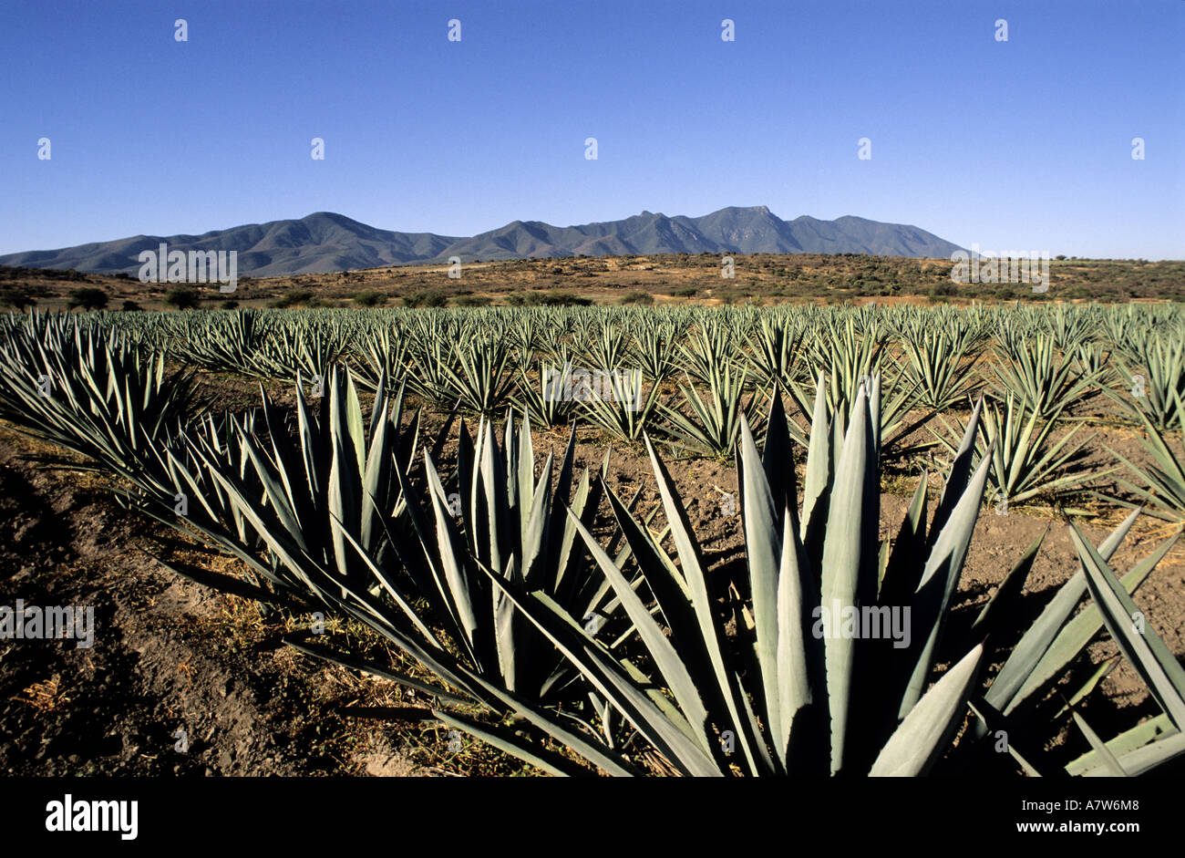 Taller de manejo agroecológico del cultivo de maguey en Oaxaca