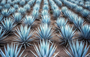 Paisaje Agavero: 20 años como Patrimonio Mundial de la UNESCO