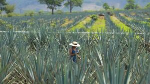 Certificación ambiental para tequilas: producción sin deforestación