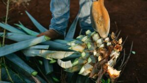 Puebla frena la tequilización del mezcal y protege a productores artesanales