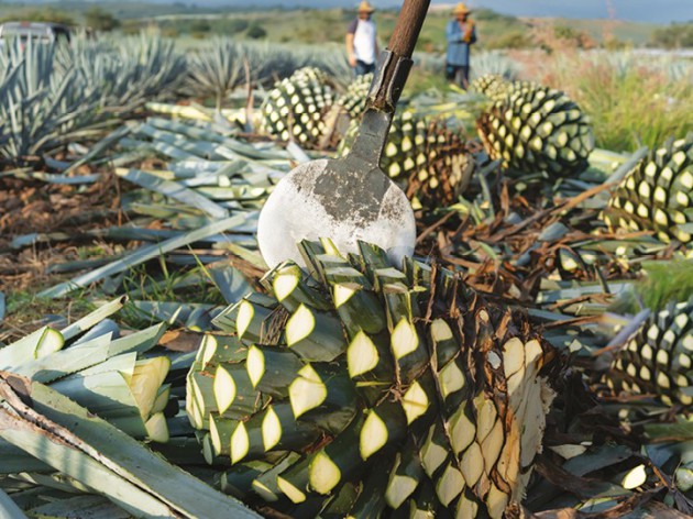 Innovación impulsa tequila y mezcal en Reino Unido