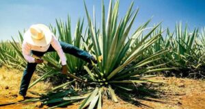 Crisis del agave: abandono y plagas en la DO del tequila