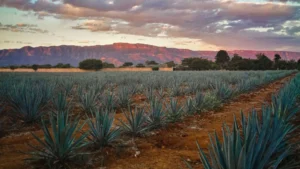 Auge del tequila: 1.700 millones de agaves amenazan bosques