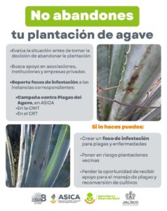 ASICA Jalisco alerta sobre abandono de plantaciones de agave
