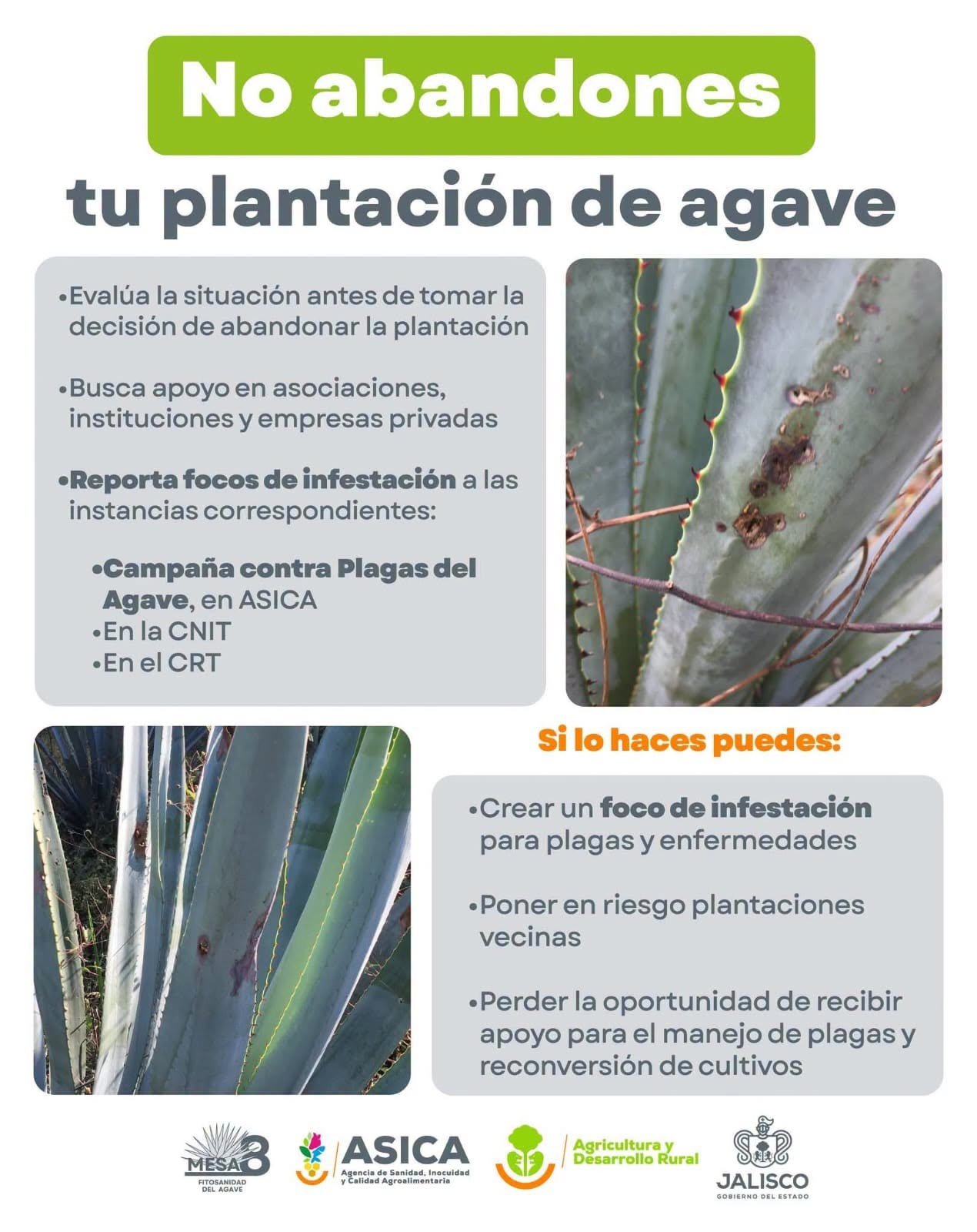 ASICA Jalisco alerta sobre abandono de plantaciones de agave