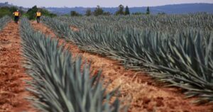 Agave abandonado en Guanajuato: buscan cooperativa