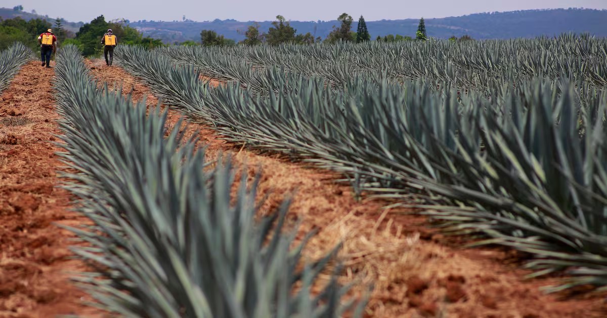 Agave abandonado en Guanajuato: buscan cooperativa