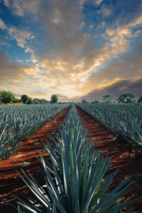 Huella ecológica del tequila: retos y soluciones