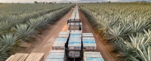 La IA transforma la exportación de tequila: menos errores y más mercado