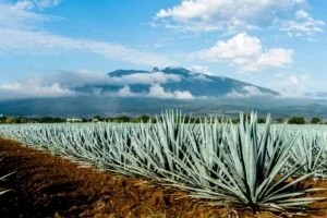 México aplicará aranceles recíprocos para defender al tequila