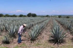 Patrón convierte censura en campaña OOH de tequila