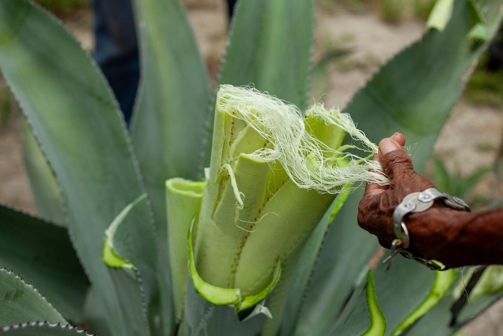 Residuos de agave se vuelven fibras textiles sustentables