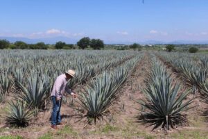 Ruta del Mezcal en Morelos: 12.4 km rehabilitados impulsan economía local