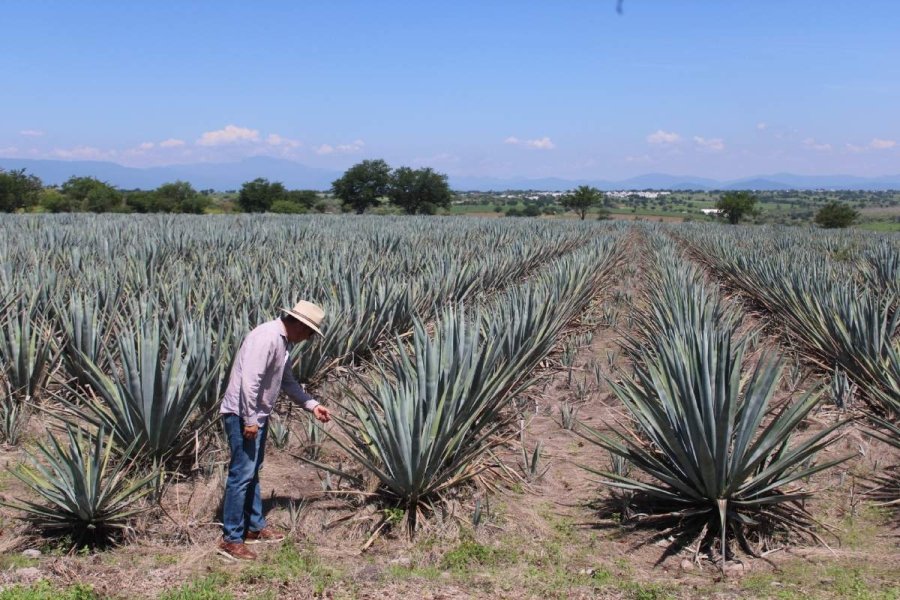 Ruta del Mezcal en Morelos: 12.4 km rehabilitados impulsan economía local