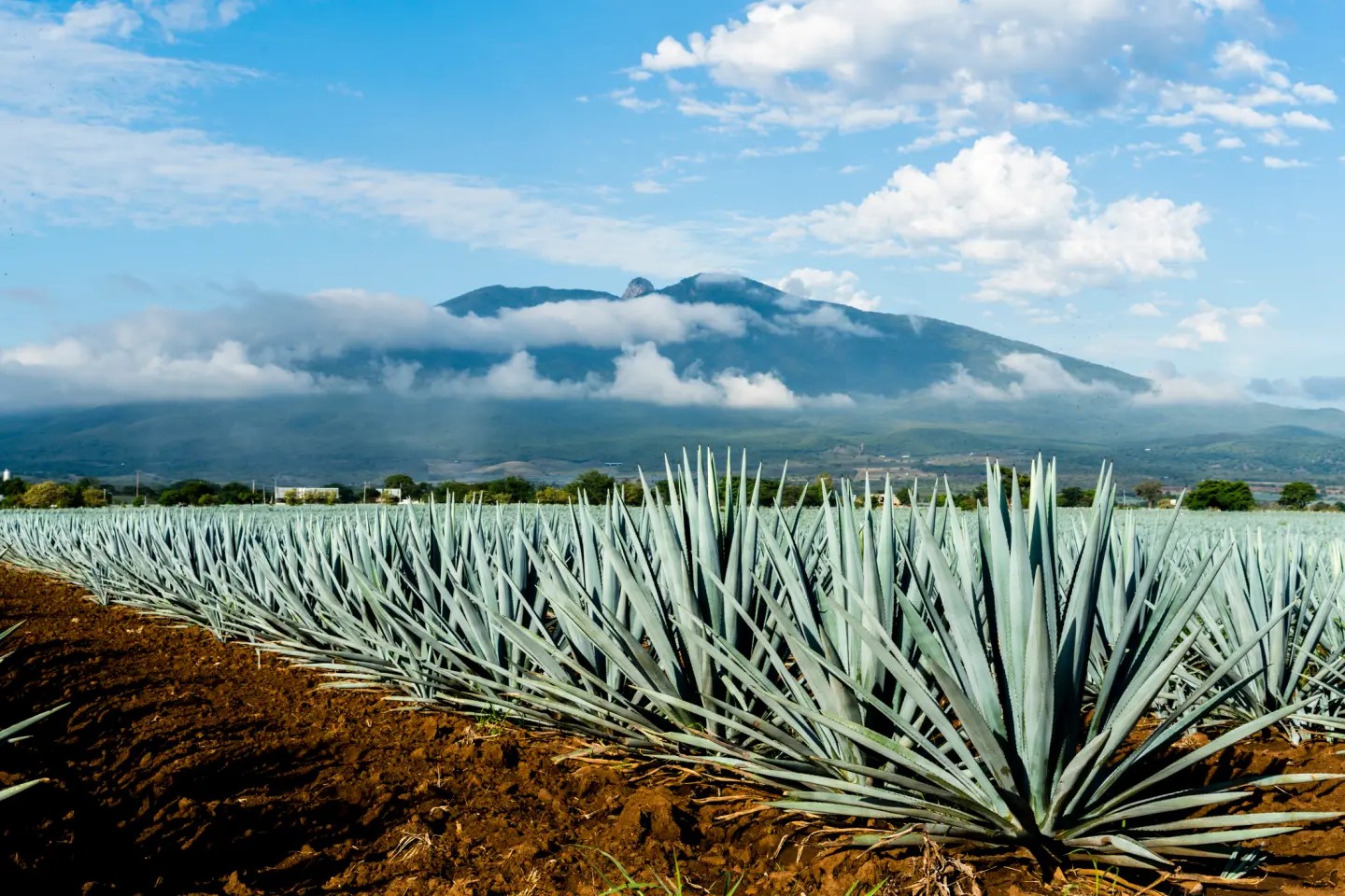 Tequila sube 2.80% y entra al top 10 de inflación en México