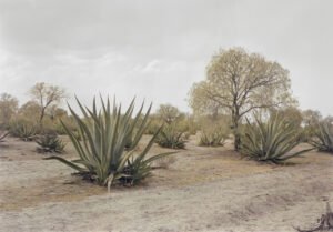 Adam Bartos. Agave Plants, Teotihuacan Region, Mexico. 1981 - MoMA