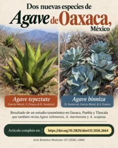 Agave tepeztate y Agave binniza, nuevas especies descritas en Oaxaca