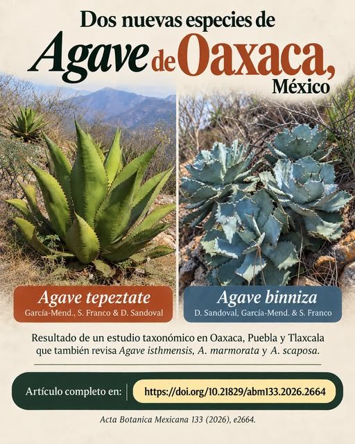 Agave tepeztate y Agave binniza, nuevas especies descritas en Oaxaca