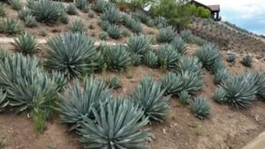 The future of agave; conversation with Sen. Sasha Renée Pérez - Spectrum News