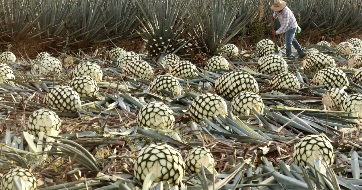 Mezcal: Casa Armando y su plan contra la sobreexplotación del agave