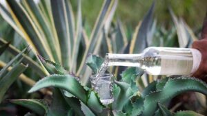 Mezcal pirata acapara 60% del mercado en Durango
